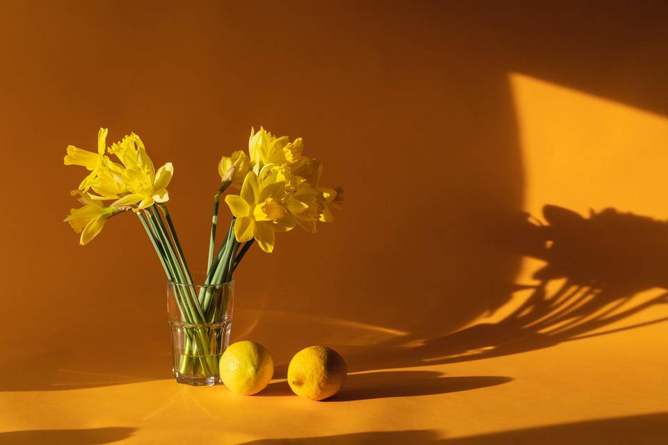 Orange background featuring a simple arrangement of daffodils and two lemons