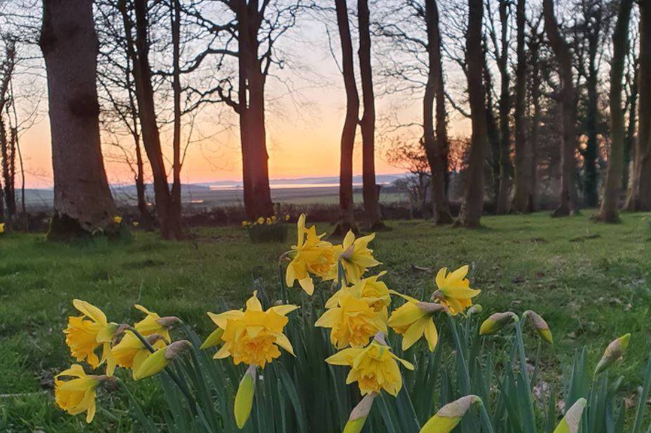 Daffodils at sunset