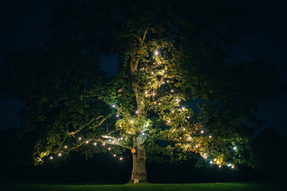 Tree lit at Night