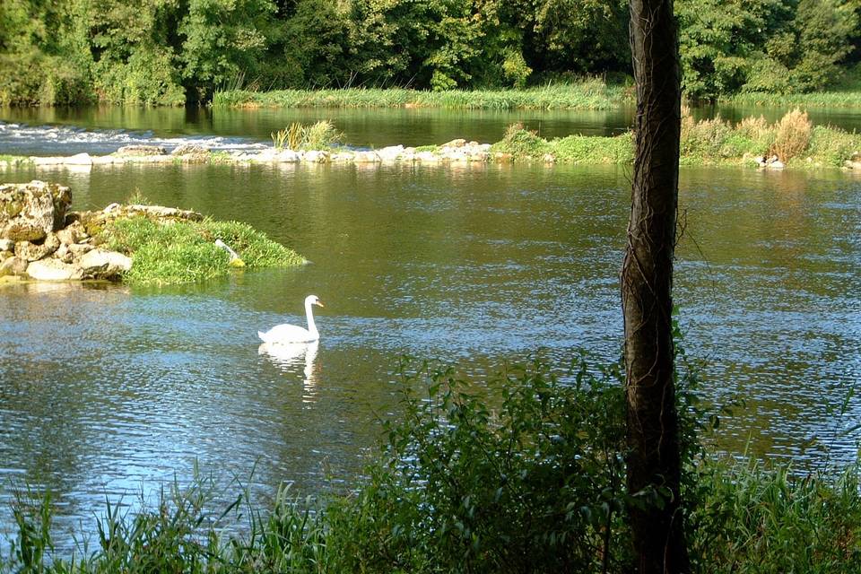 Swans on the River Shannon