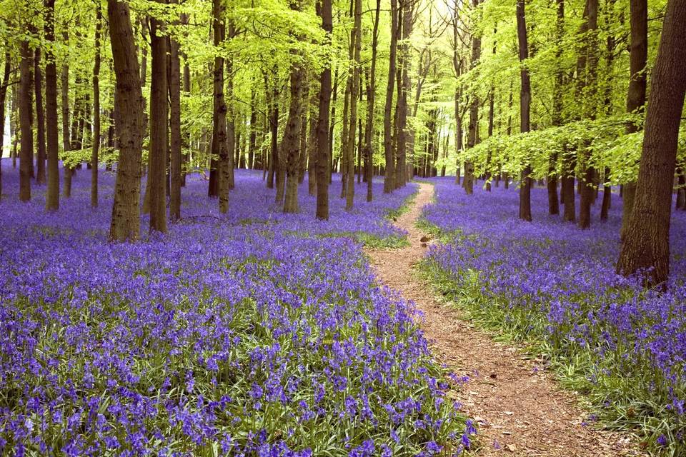 Bluebells