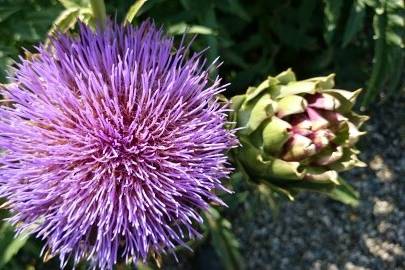 Artichokes