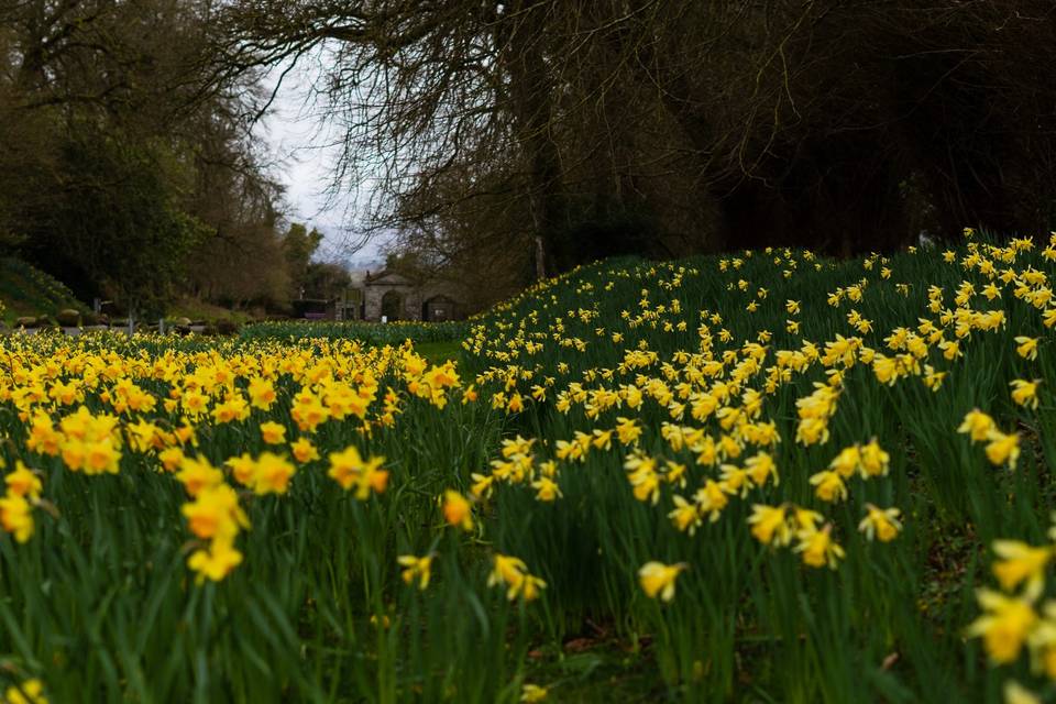 Daffodils in bloom