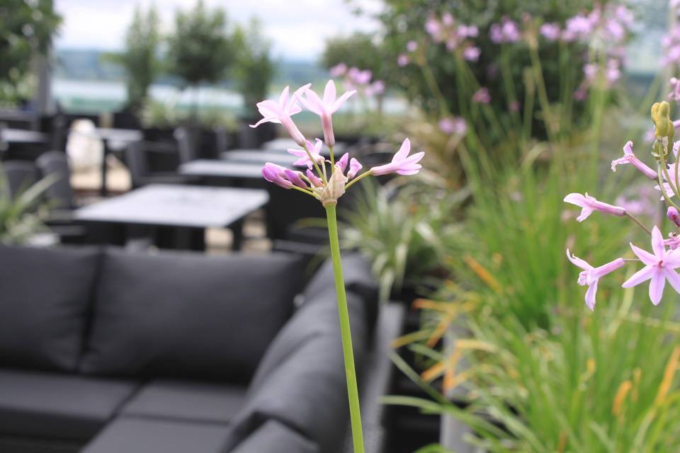 Rooftop garden