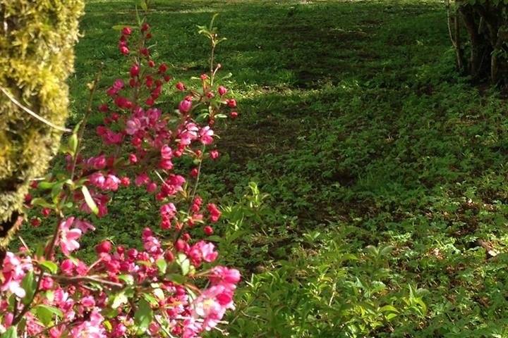 Pagoda with apple blossom