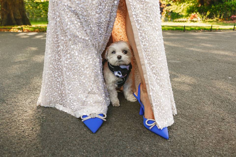 Picture of a dog wedding